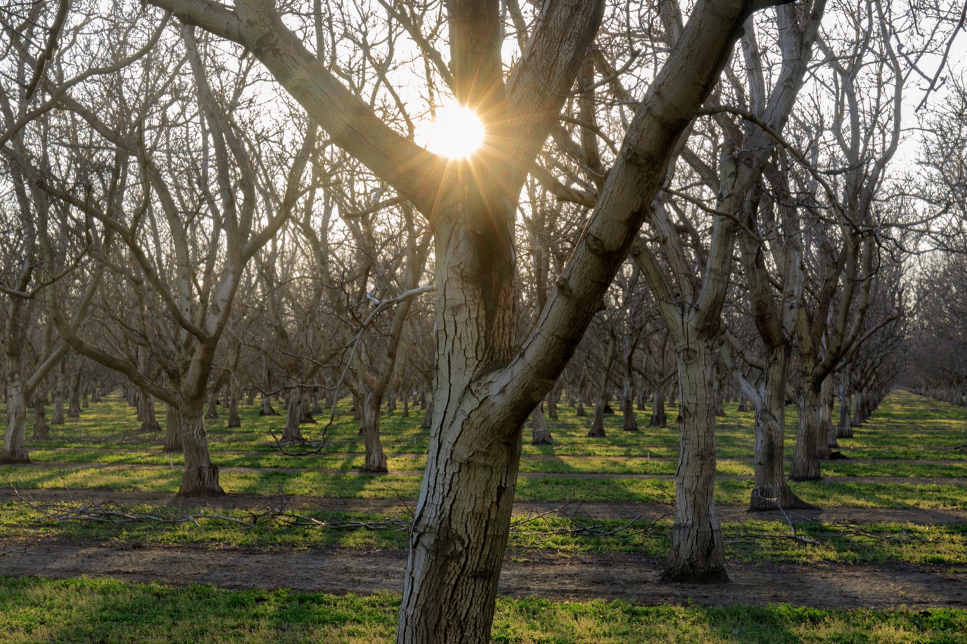 A walnut orchard outside Woodland at sunrise, the ground still green between the rows.